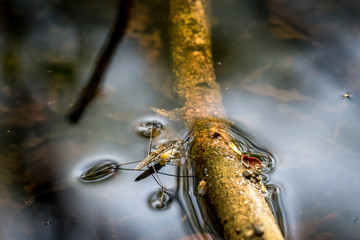 Wasserläufer