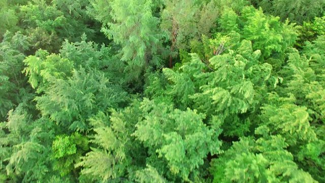 Aerial view above treetops. Summer mixed forest in the middle of Europe. 