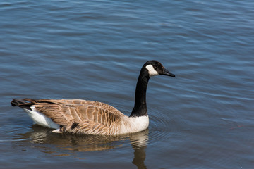 Fototapeta premium Canadian Goose