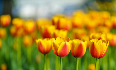 Flowers in Botanic garden