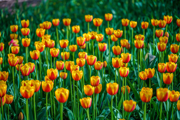 Flowers in Botanic garden