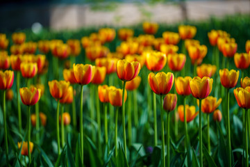 Flowers in Botanic garden