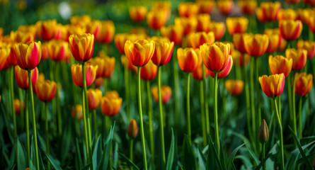 Flowers in Botanic garden
