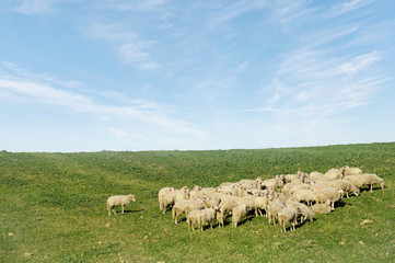 Obraz premium Herd of sheep on beautiful mountain meadow