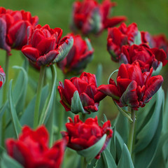 beautiful bright red tulips in the spring  lawn in the park