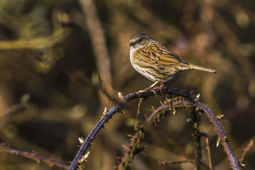 Heckenbraunelle (Prunella modularis)