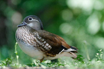 Mandarin duck
