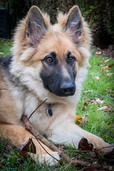 Alsation German Shepherd puppy