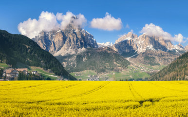 Canola field in the mountains