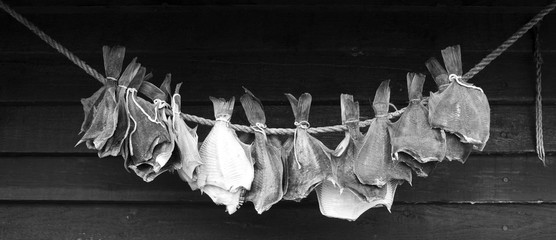 Laesoe / Denmark: Drying flatfish hanging in front of the black painted wooden wall of a small salter cottage