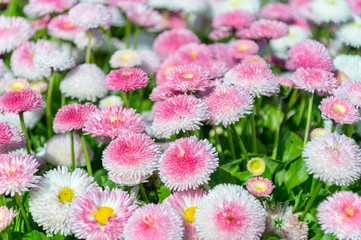 Pink bellis pomponette. © Robson90