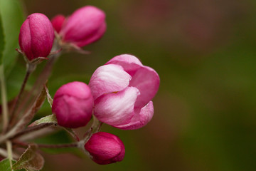 apple tree branch with a beautiful bright pink flower and red buds