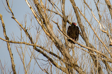 Ugly turkey vulture perched in a dead tree