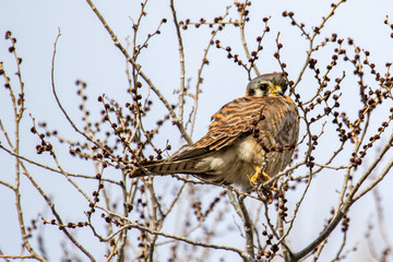 Adult kestrel looking down from a tree