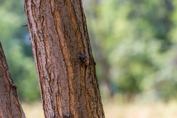  Two flies on tree