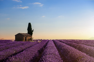 Naklejka na ściany i meble Lavender field with sunset