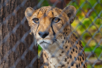 cheetah