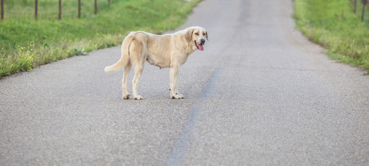 Fototapeta premium Mastiff dog in the middle of country road