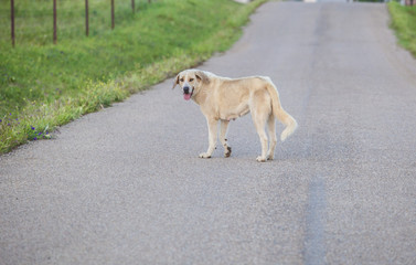 Mastiff dog in the middle of country road