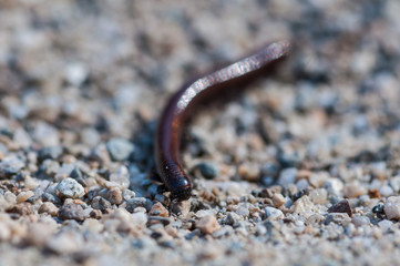 Close-up of a millipede. Shallow depth of field