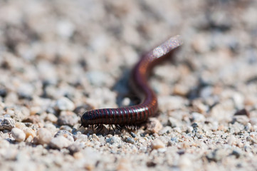 Close-up of a millipede. Shallow depth of field