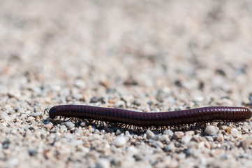 Close-up of a millipede. Shallow depth of field