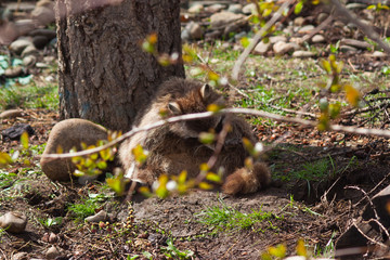 raccoon