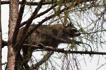 raccoon