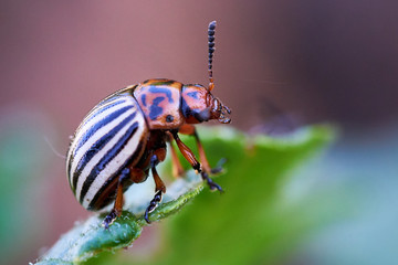 Colorado potato beetle (Leptinotarsa decemlineata)