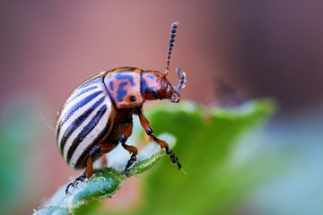 Colorado potato beetle (Leptinotarsa decemlineata)
