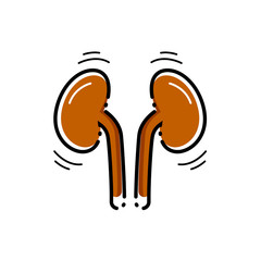 Kidneys vector icon.