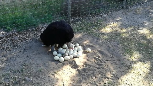 Avestruz macho a aconchegar os ovos no ninho
