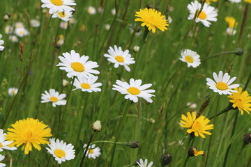 Naturwiese im Frühling mit Margeriten