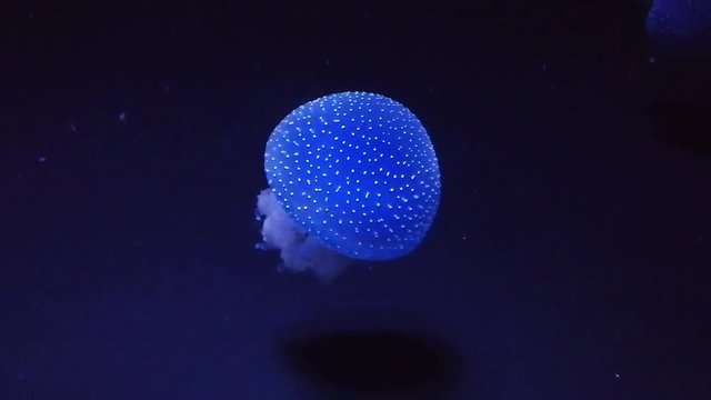 Medusa das pintas no ocean&aacute;rio de Lisboa