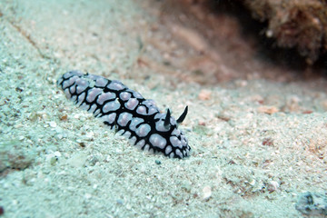 Warzenschnecke (Phyllidiella pustulosa)