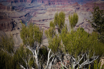 grand canyon with plants in foreground