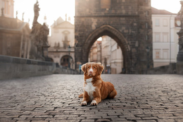 a dog in the city, in Europe at dawn. Nova Scotia Duck Tolling Retriever, Toller.