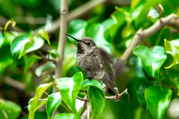 Allen's Hummingbird sitting
