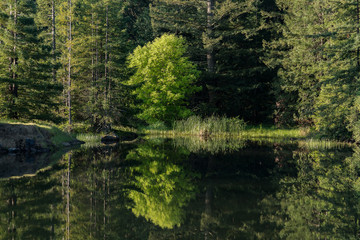 Reflection, Lake Bon Tempe