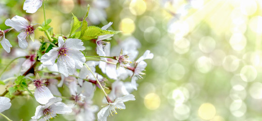 Fototapeta na wymiar kirschblüte mit bokeh.