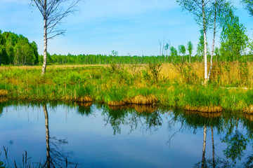 Fototapeta na wymiar Landscape in the forest with the swamp