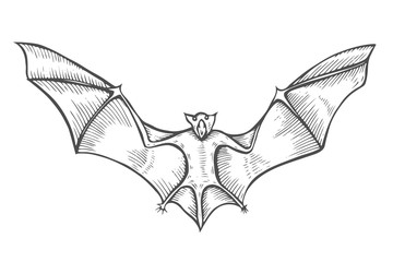 Screaming flying bat