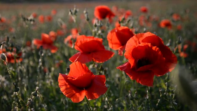 Beautiful Red poppies in field at sunset light