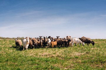 sheep, field, grass, farm, animal, agriculture, meadow, green, lamb, pasture, nature, grazing, landscape, flock, countryside, sky, herd, rural, farming, wool, livestock, animals, cattle, spring, summe