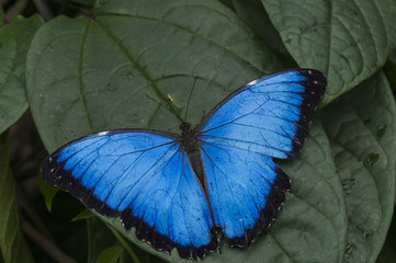 Butterfly, Morpho granadensis, lepidoptera / Blue Morpho, Morpho granadensis sitting on a leaf.