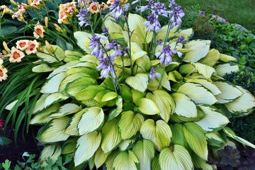 Light Hosta with delicate greenish white leaves decorates the garden all season from spring to...