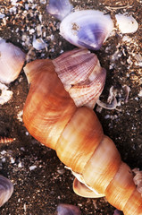seashell background vietnam beach