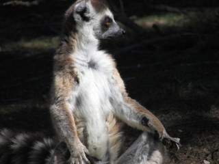 Fototapeta premium Lemur