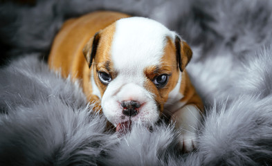 Close up portrait of little english bulldog,selective focus