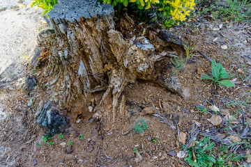 Big tree roots, large roots of cut trees, tree root pictures.